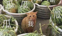 大瓜爆料有小孩可以吃吗,儿童适用性揭秘，这些食物孩子可以吃吗？